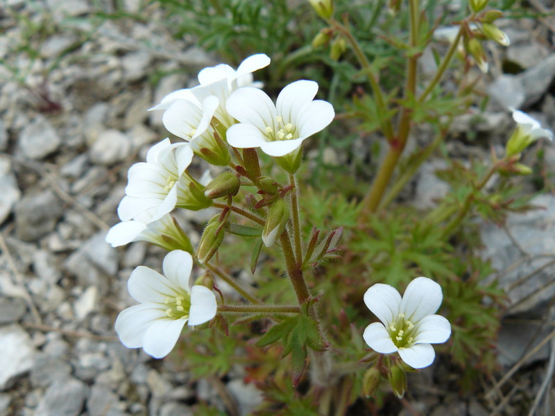 Image of Saxifraga irrigua specimen.