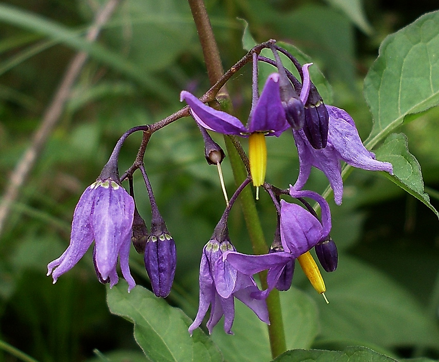 Image of Solanum dulcamara specimen.