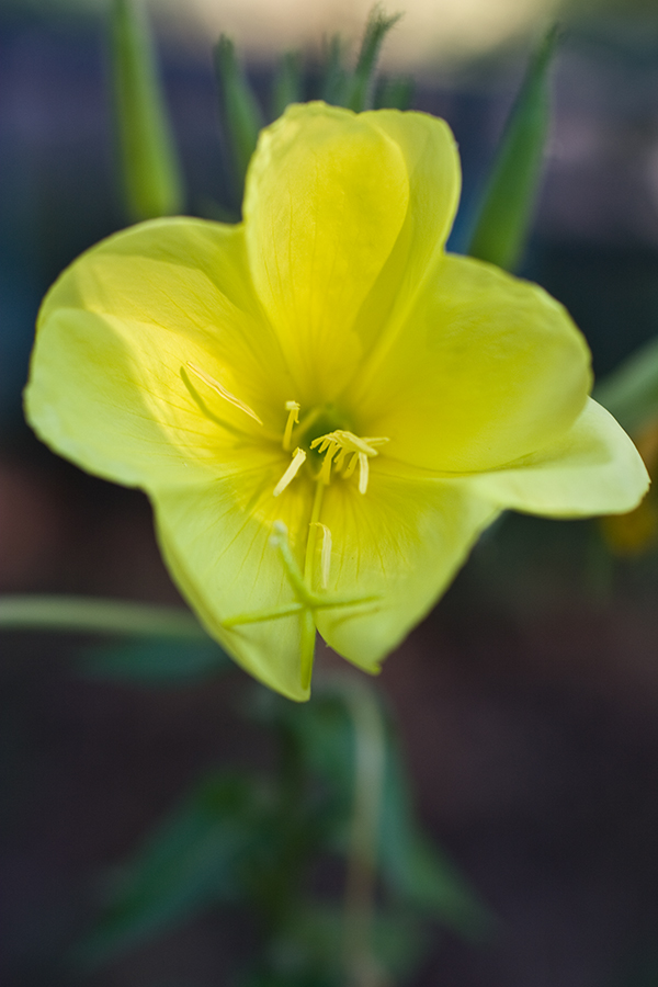 Изображение особи род Oenothera.