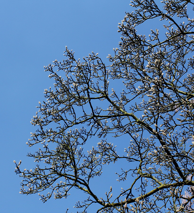 Image of Magnolia &times; soulangeana specimen.