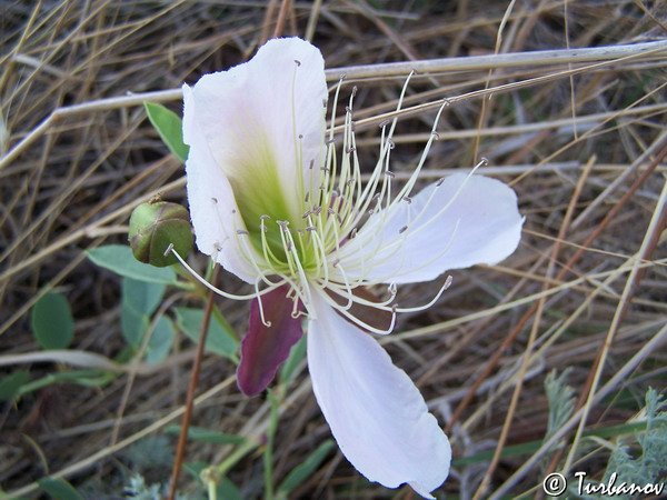 Изображение особи Capparis herbacea.