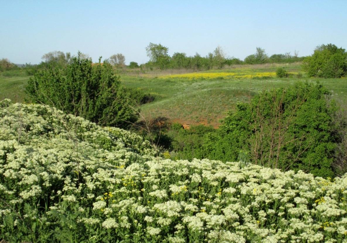 Image of Cardaria draba specimen.