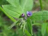 Asperugo procumbens. Верхушка цветущего побега. Украина, г. Запорожье, Правый берег, возле магазина АТБ. 19.05.2011.