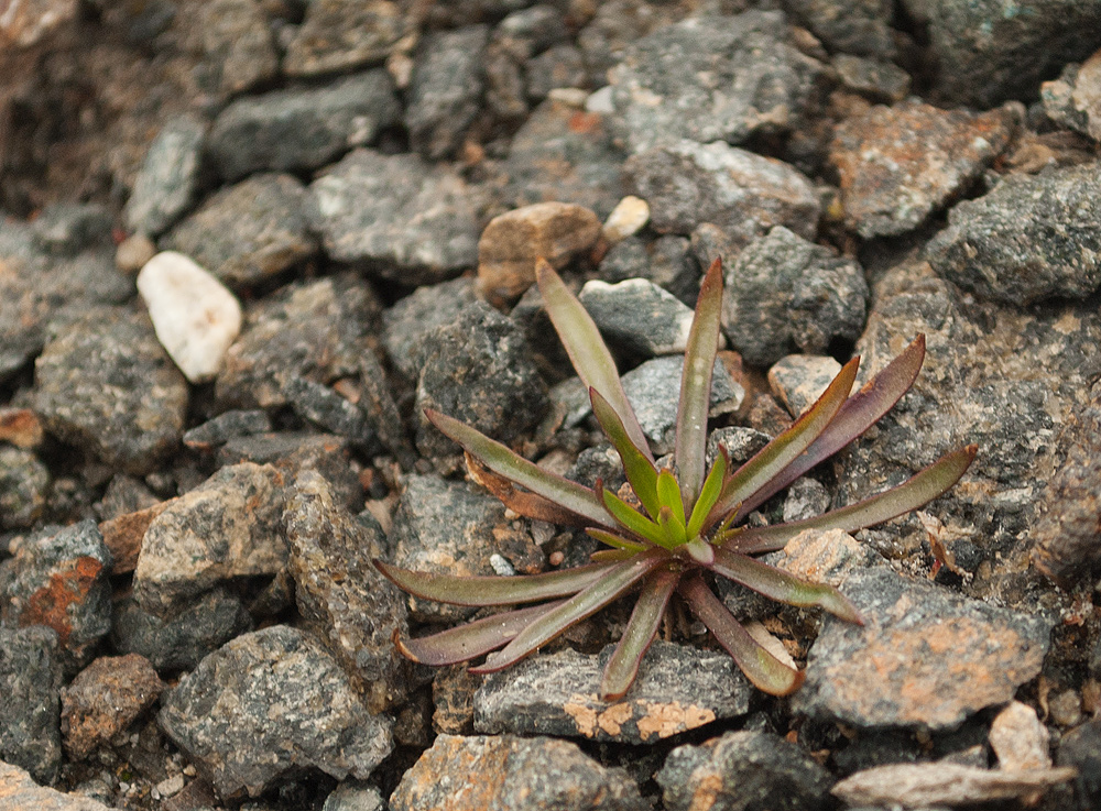 Image of Viscaria alpina specimen.