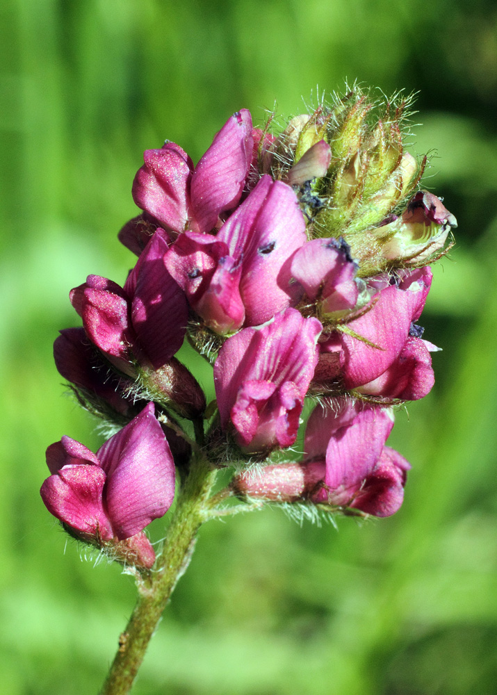 Image of Oxytropis tschimganica specimen.