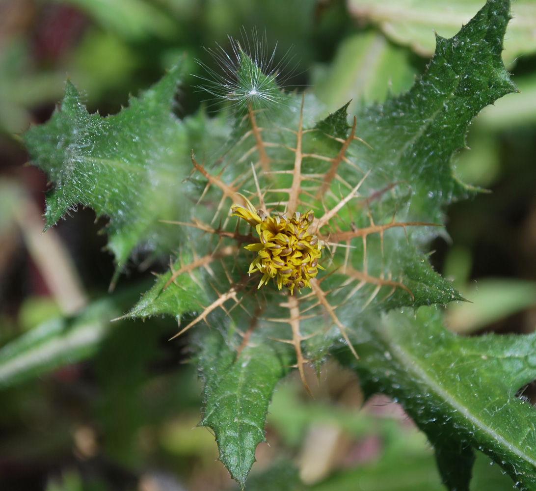 Image of Centaurea benedicta specimen.