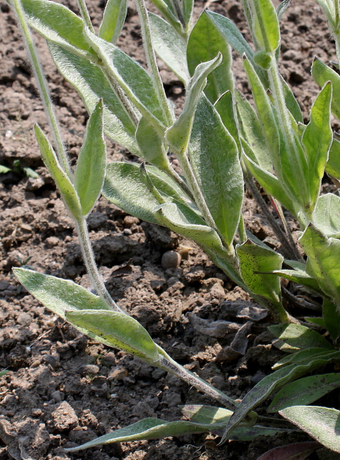 Image of Lychnis flos-jovis specimen.