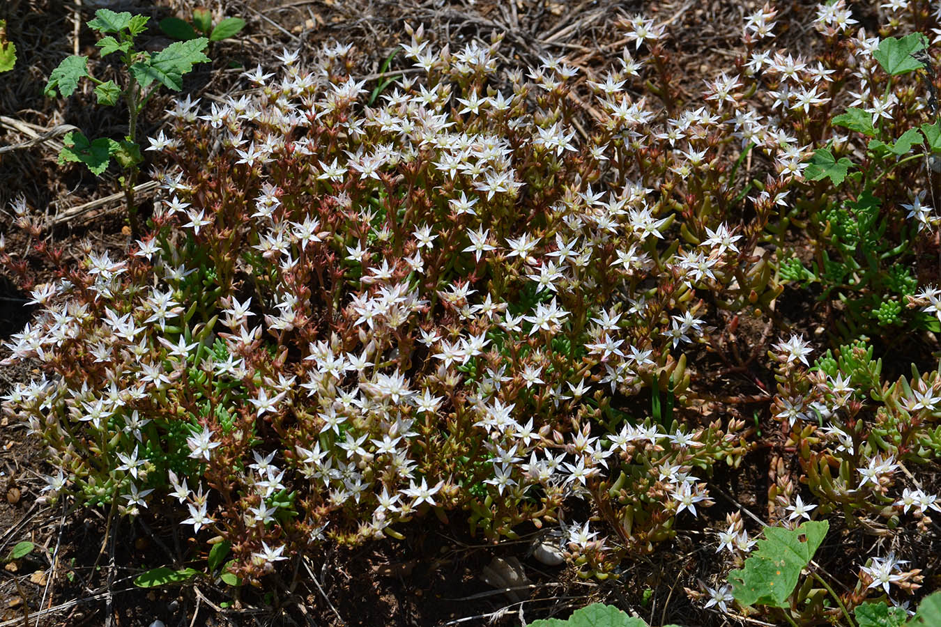 Изображение особи Sedum pallidum.