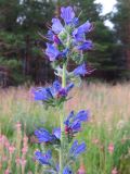 Echium vulgare