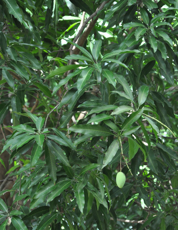 Image of Mangifera indica specimen.