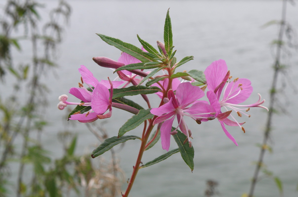 Image of Chamaenerion angustifolium specimen.