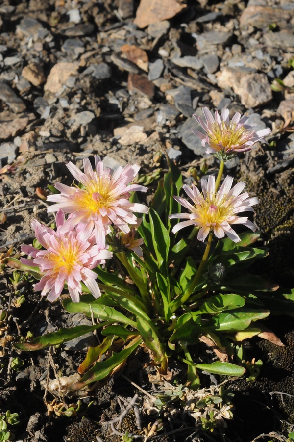 Image of Taraxacum lilacinum specimen.