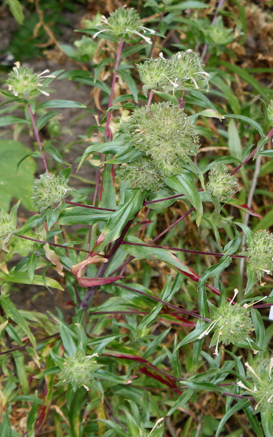 Image of Collomia grandiflora specimen.