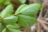 Ligusticum scoticum. Обратная сторона листа. Карелия, Лоухский р-н, окр. пос. Чкаловский, Белое море, о. Чернышёв. 15.06.2013.