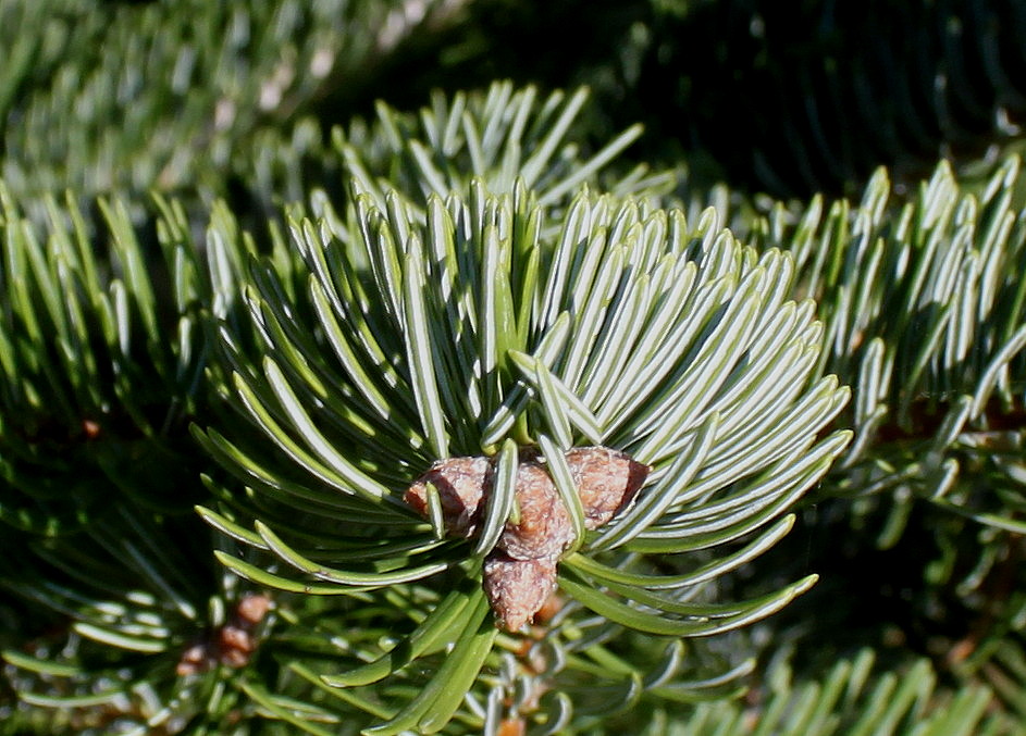 Изображение особи Abies nordmanniana ssp. equi-trojani.