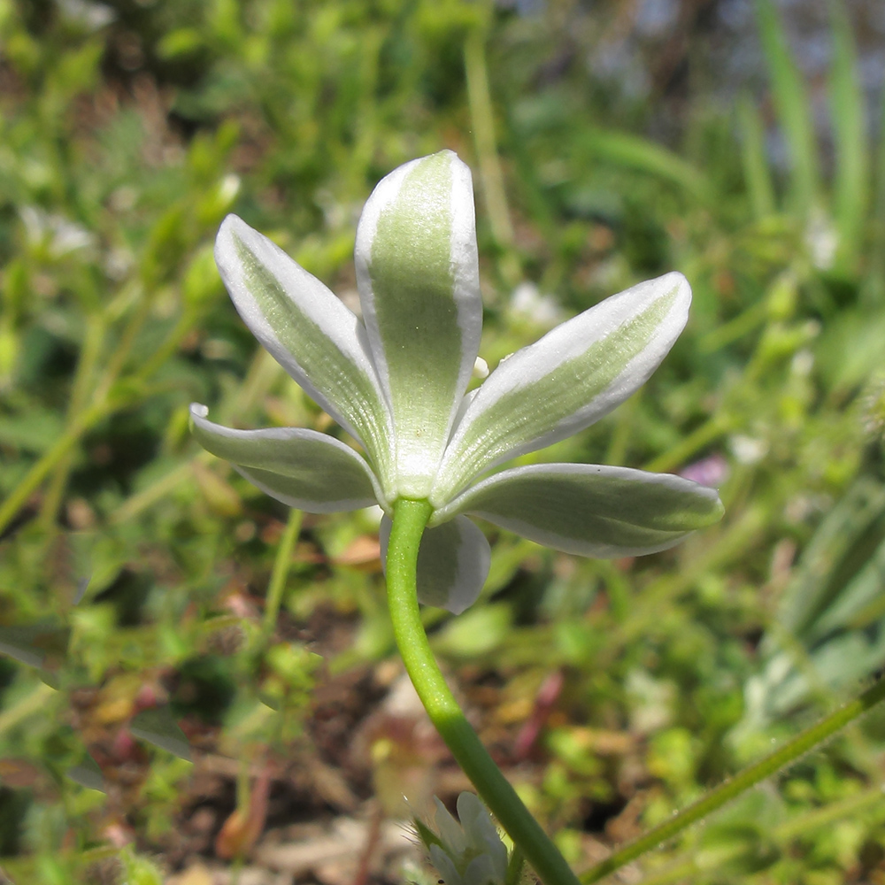 Image of Ornithogalum navaschinii specimen.