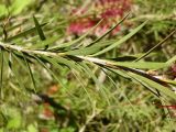 Callistemon rigidus