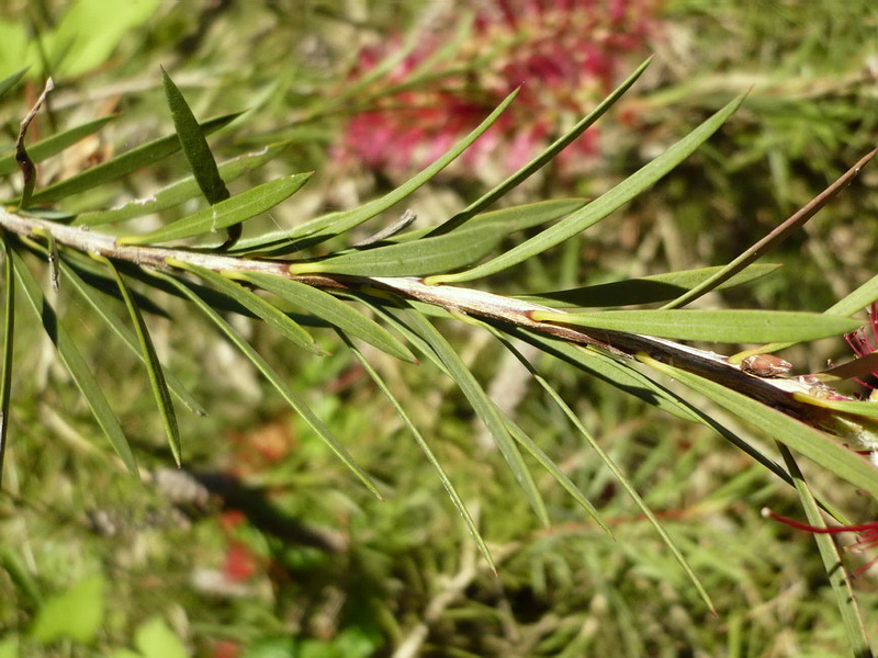 Изображение особи Callistemon rigidus.