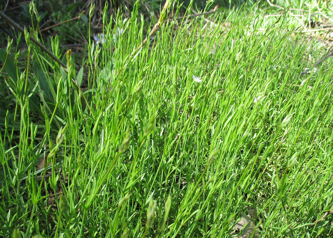 Изображение особи Stellaria graminea.