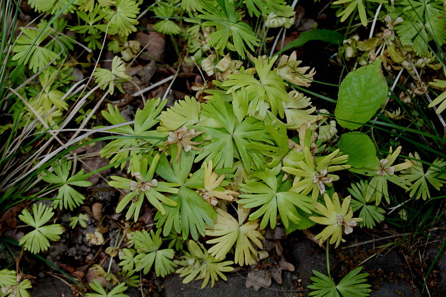 Image of Eranthis hyemalis specimen.