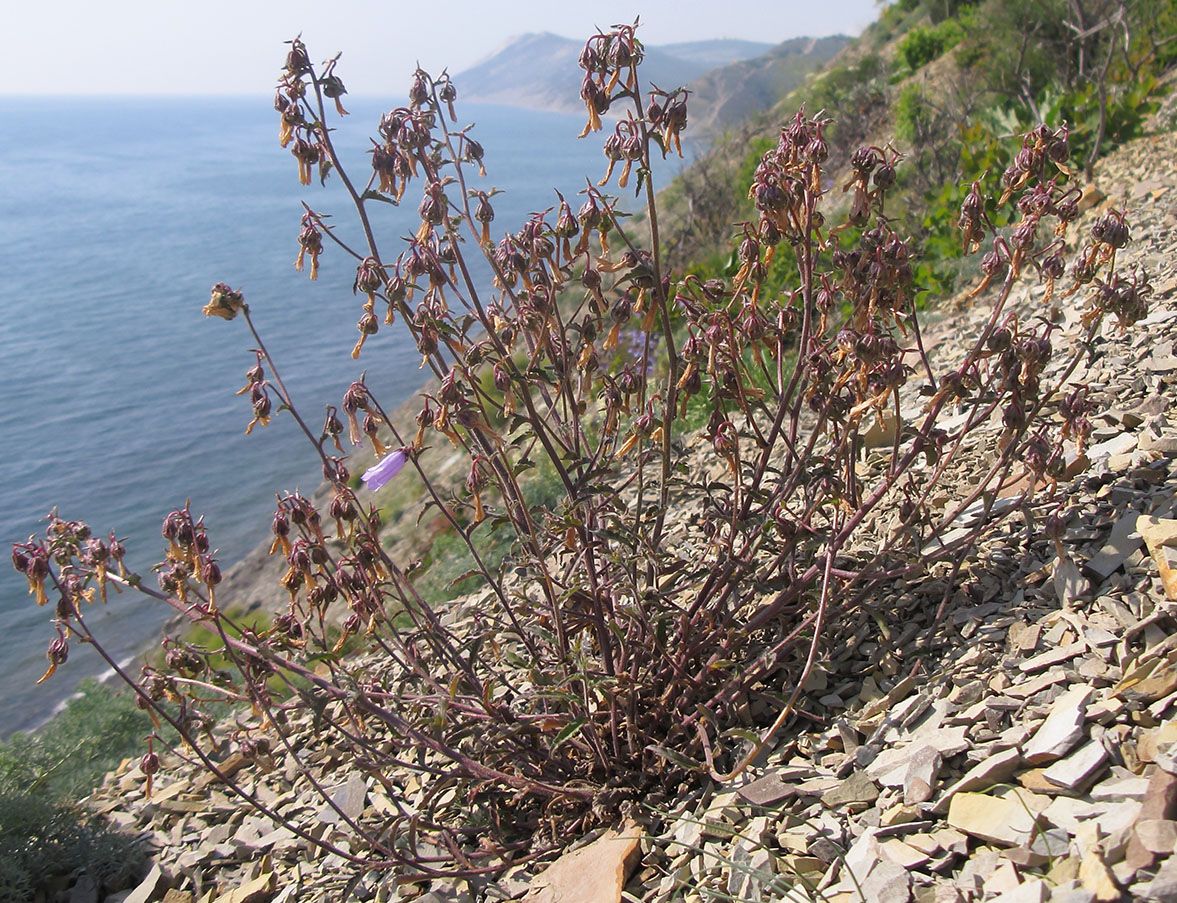 Image of Campanula komarovii specimen.