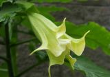 genus Brugmansia