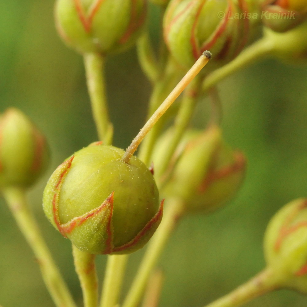 Изображение особи Lysimachia davurica.