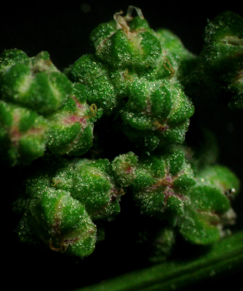 Image of Chenopodium suecicum specimen.