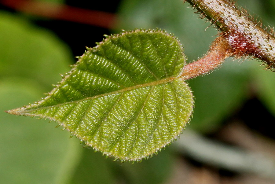 Image of Actinidia chinensis var. deliciosa specimen.