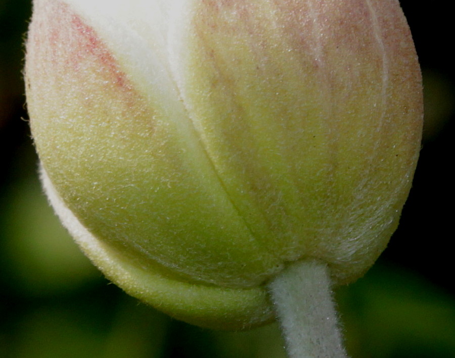 Изображение особи Anemone vitifolia.