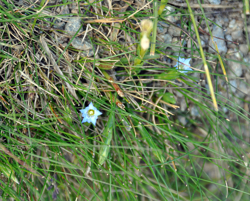 Image of Gentiana aquatica specimen.