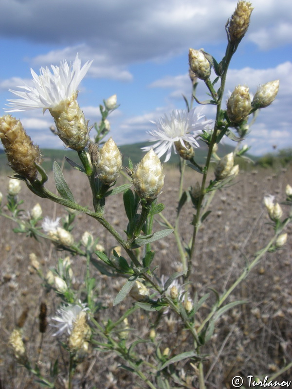 Изображение особи род Centaurea.