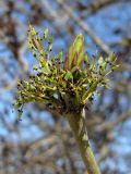 Fraxinus excelsior