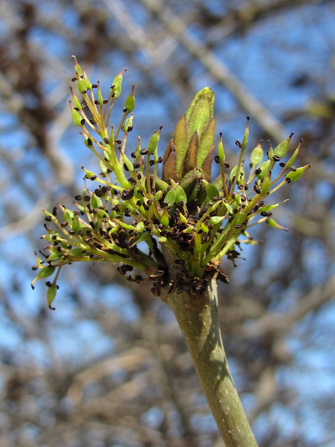 Изображение особи Fraxinus excelsior.