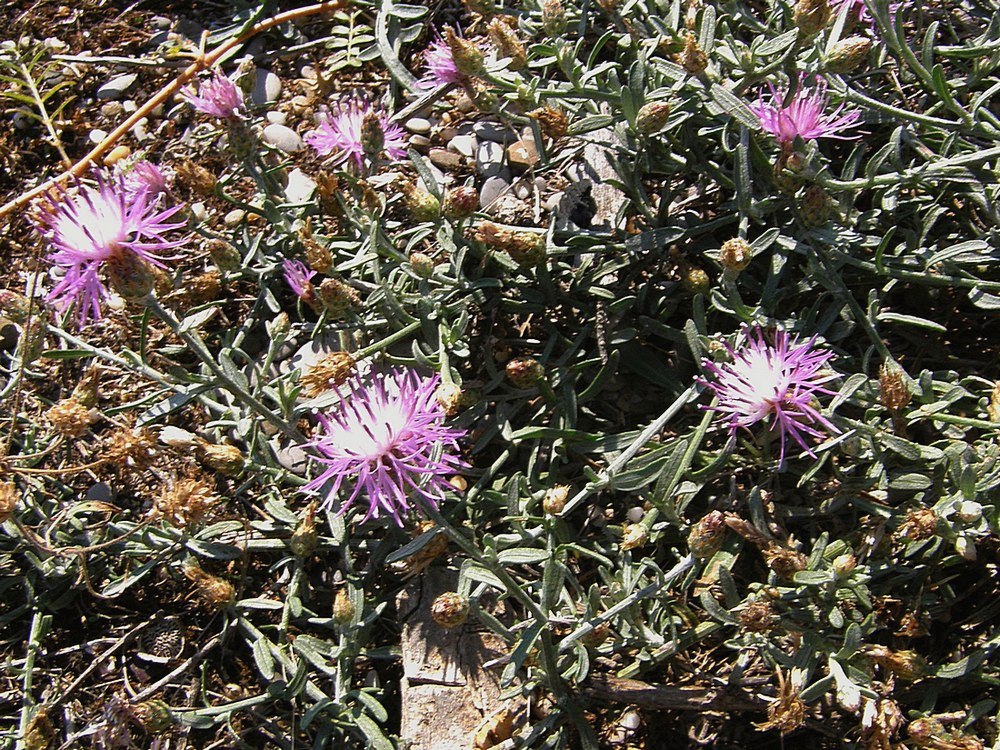 Image of Centaurea steveniana specimen.