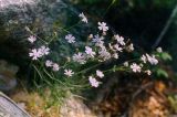 Lychnis sibirica