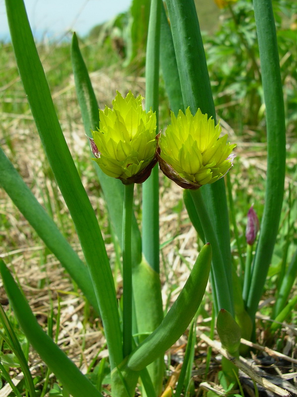 Изображение особи Allium fedtschenkoanum.
