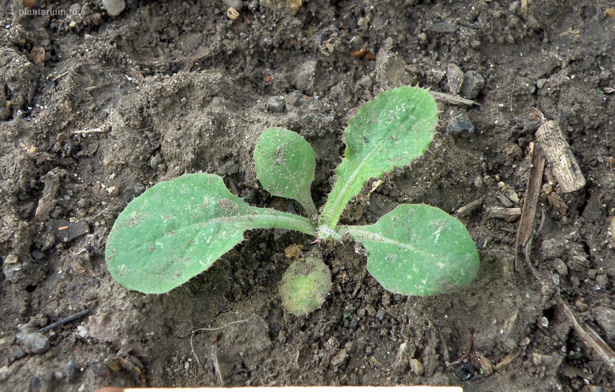 Image of Sonchus asper specimen.