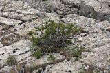Cerasus tianshanica. Растение в скальной расщелине. Южный Казахстан, хр. Боролдайтау, гора Нурбай. 26.05.2008.