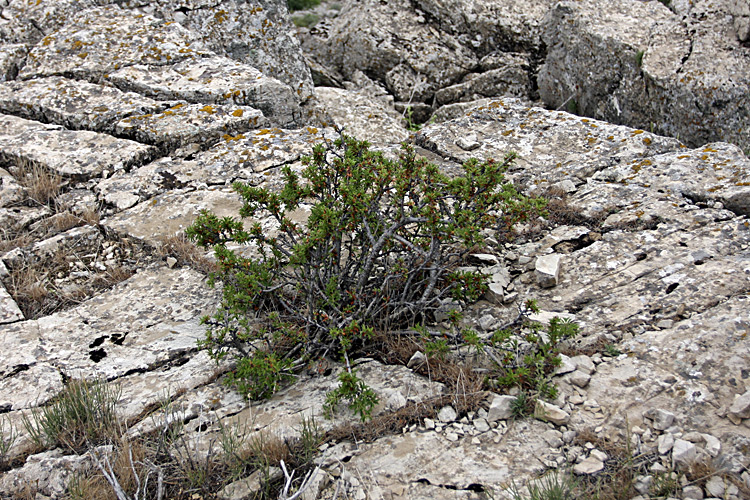 Image of Cerasus tianshanica specimen.