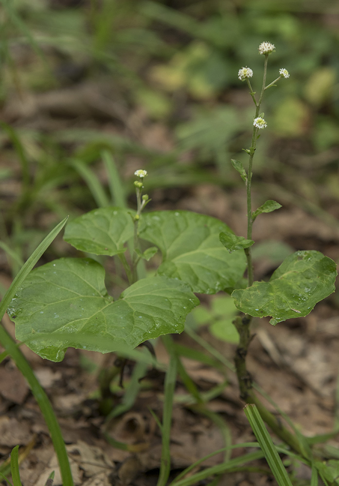 Изображение особи Adenocaulon adhaerescens.