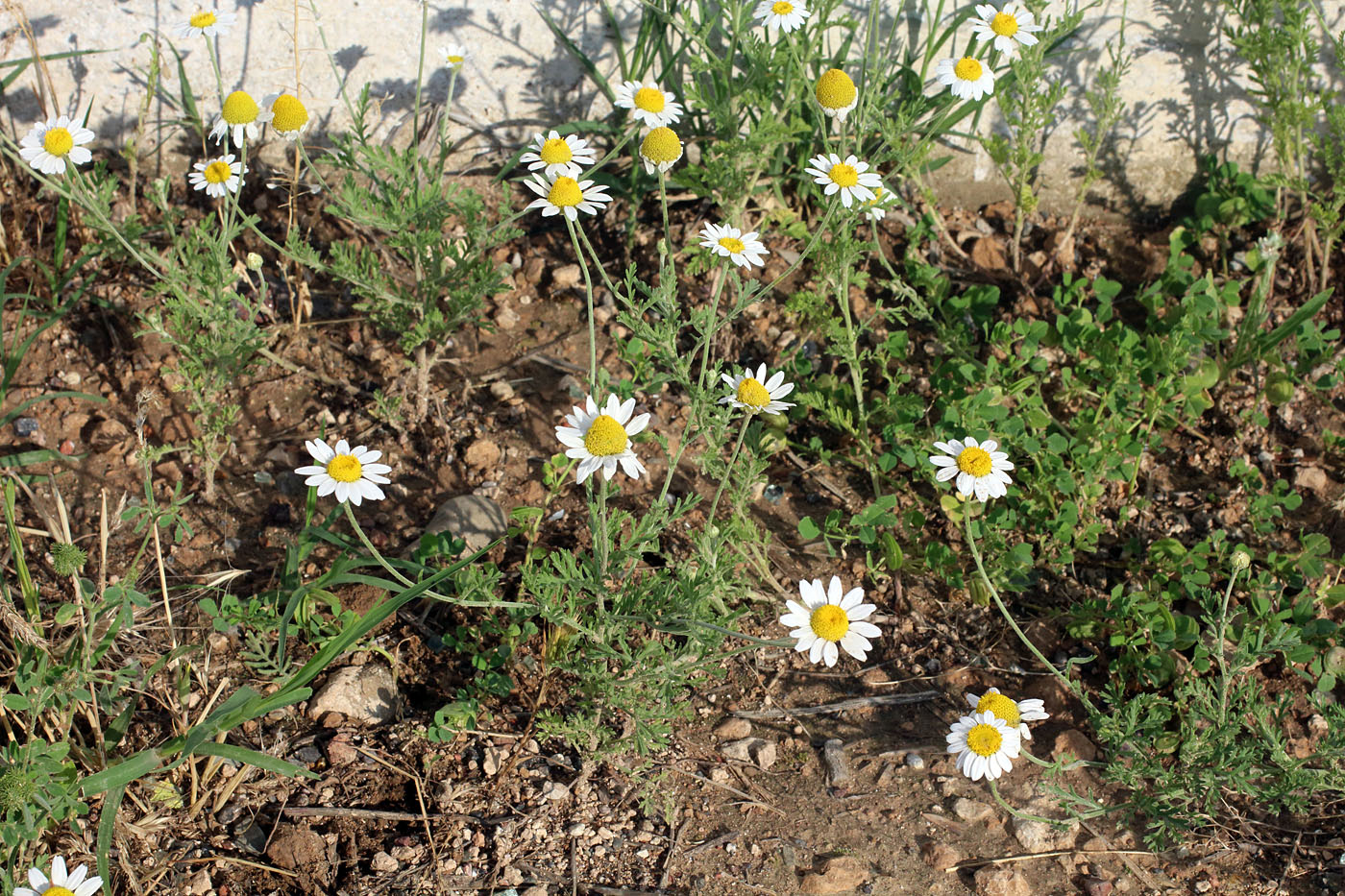 Image of Anthemis ruthenica specimen.