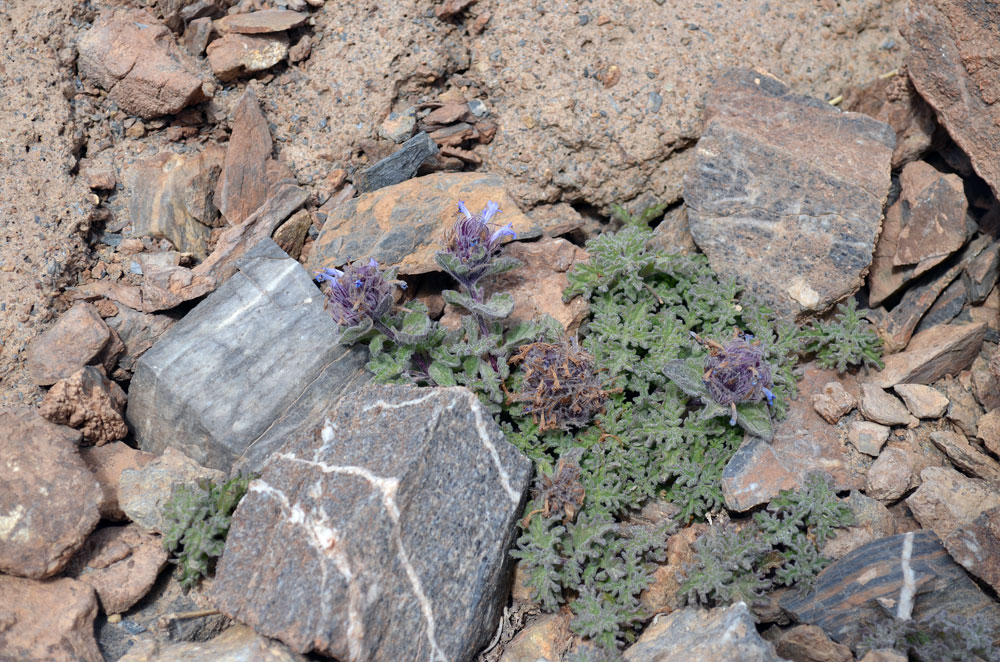 Image of Nepeta longibracteata specimen.