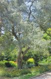 Olea europaea. Нижняя часть кроны взрослого дерева. Южный берег Крыма, Никитский ботанический сад, в культуре. 15 мая 2014 г.