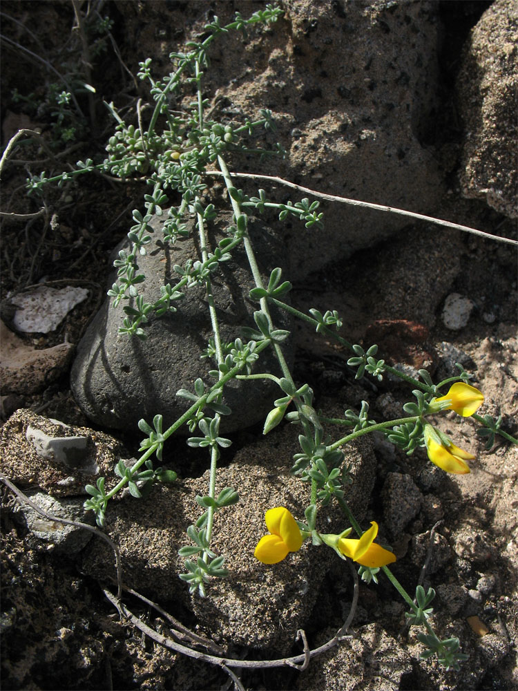 Image of Lotus arinagensis specimen.