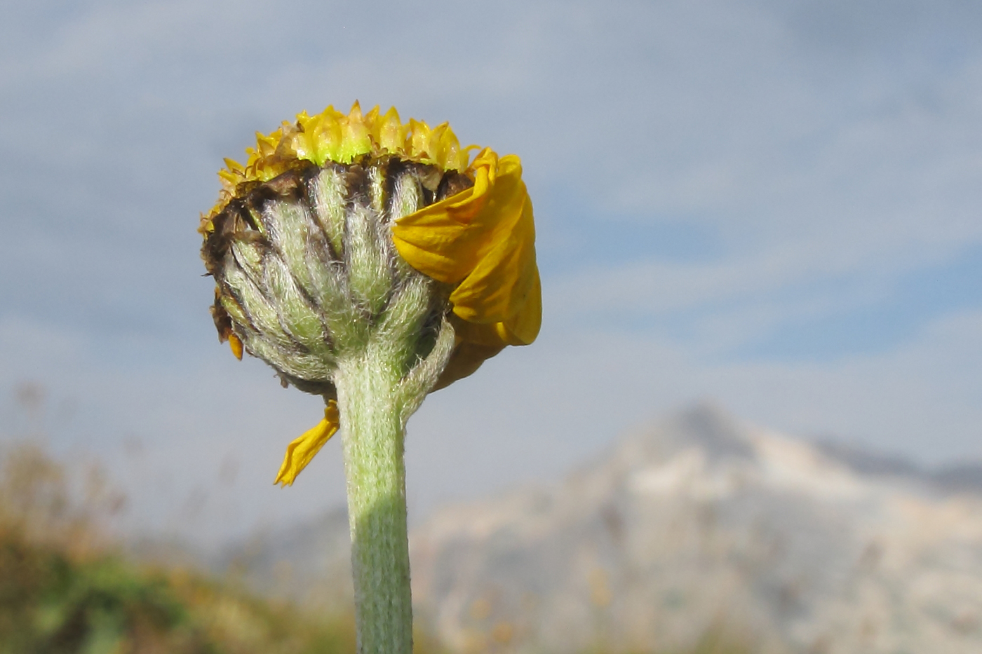 Image of Anthemis marschalliana ssp. pectinata specimen.