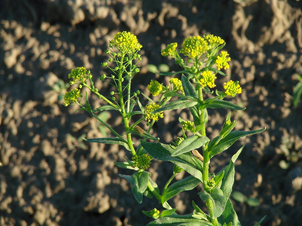 Image of Neslia paniculata specimen.