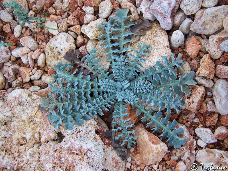 Image of Glaucium flavum specimen.