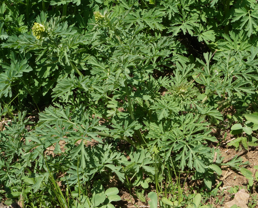 Image of Corydalis nobilis specimen.