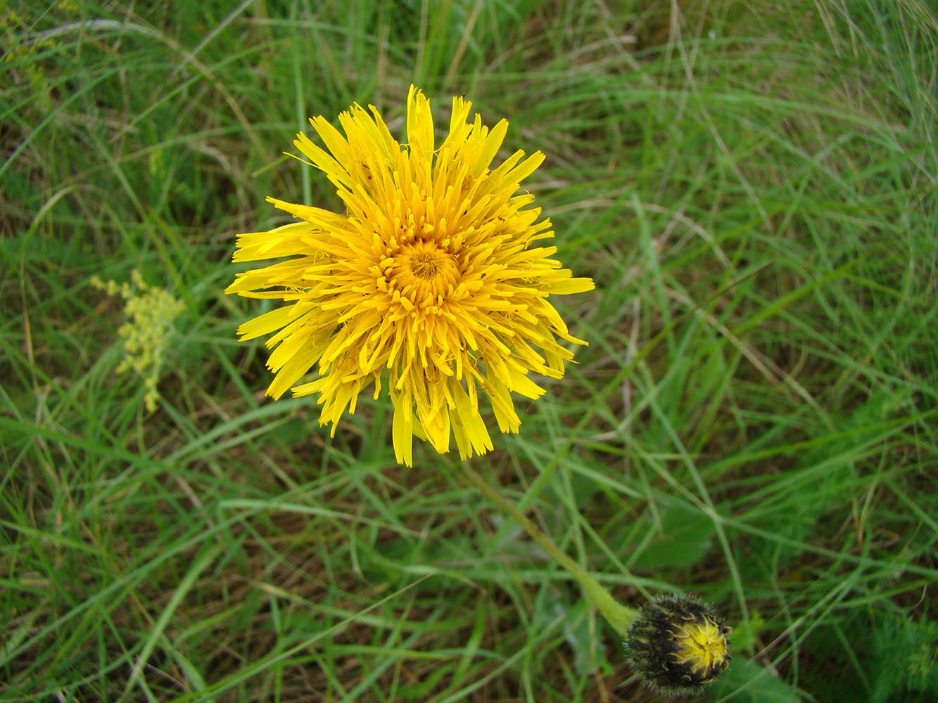 Image of Trommsdorffia maculata specimen.